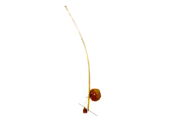 berimbau viola berimbau viola de capoeira